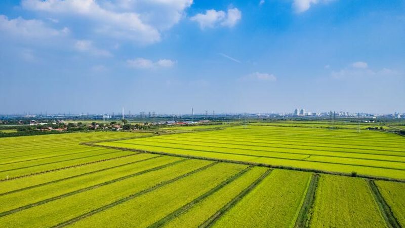 選址關(guān)鍵：農(nóng)資加盟店如何找準(zhǔn)“黃金地段”**
