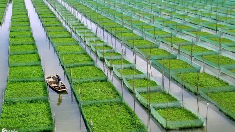 成都家庭農(nóng)場(chǎng)種植技術(shù)設(shè)備升級(jí)之路