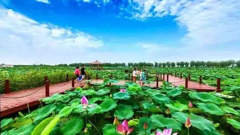 成都農(nóng)業(yè)產(chǎn)業(yè)園運(yùn)營(yíng)公司哪家好？關(guān)鍵在于服務(wù)與技術(shù)的融合