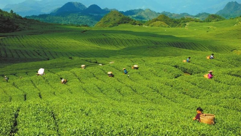 生態(tài)循環(huán)農(nóng)業(yè)：種養(yǎng)結(jié)合，打造綠色未來**