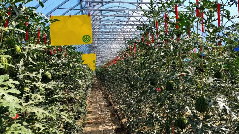 水果種植加盟代理模式解析：模式區(qū)別與選擇要點