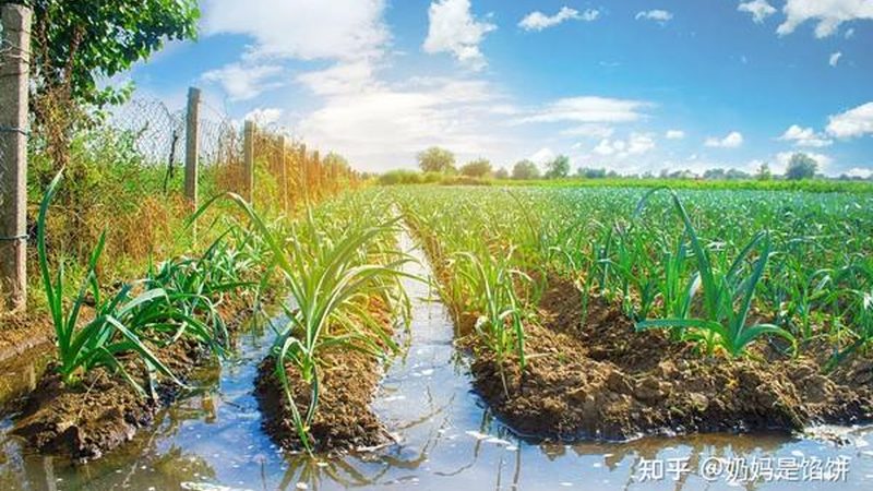 有機(jī)蔬菜與普通蔬菜：減肥人群的蔬菜選擇指南