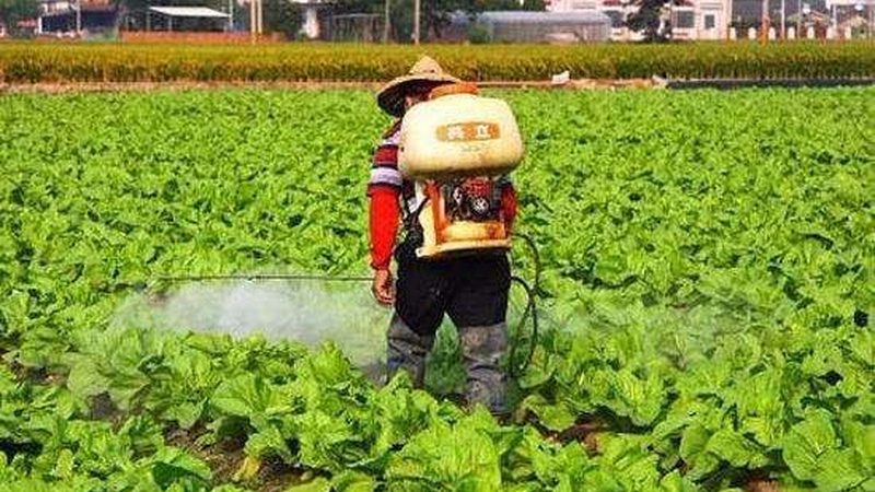 有機蔬菜與普通蔬菜：品質(zhì)差異與選購要點